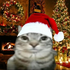 Avatar for Yipee111
