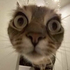Catlogg さんのアバター