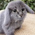 Avatar for B4PH0M3T_666