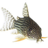 Аватар для CorydorasDesign