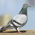 Avatar for THE_trash_dove