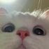 Avatar de gifibbi_