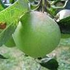 Avatar für Applepip