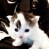 Avatar for yostoi