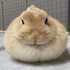 himemo さんのアバター
