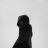 amalasdeath 的头像