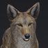 Avatar for figmeat