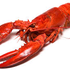 lobster_tank 的头像