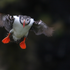 Avatar di TuftedPuffin