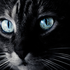 Bluestar_exe için avatar