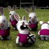 Rayman Raving Rabbids のアバター