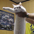 long_cat4 için avatar