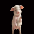Avatar for dwaern12