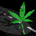 Avatar for casada4stra