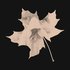 Autumn Enchantments 的头像