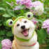 ShibaOfTheInus 的头像