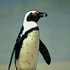 PenguinXP 的头像