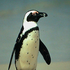 Avatar for PenguinXP