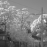 paletintedtree 的头像