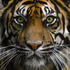 Avatar for angrytigers