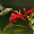 Avatar for Kolibries