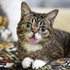 Lil Bub 的头像