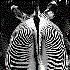 Avatar for Zebra_Mary