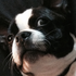 Avatar for styrofoamp