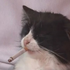 cornonyacob 的头像