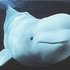 whale songs 的头像