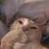 mariloveskitty 的头像