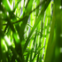 Avatar for beadtheweed