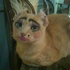 fr0gspunk için avatar