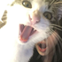Avatar for sazices