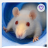 AuraFerret 的头像
