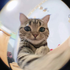 Avatar for Locksin