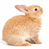 Avatar for whereshelingers