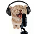 Avatar for dprlyrics