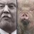 Avatar for Donald J Trump