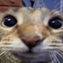 Avatar för cho_fis