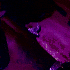 isipblood 的头像