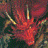 Acid-Dragon için avatar