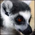 Avatar for Azah_lemur