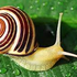 snailmail_ için avatar
