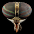 Avatar for psychotrope777