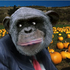 CluelessChimp 的头像