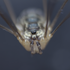 Avatar for maken_haamu
