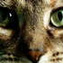 Avatar for Flepschen