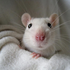 Avatar for telepathic_rat