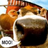 Avatar for motledcow